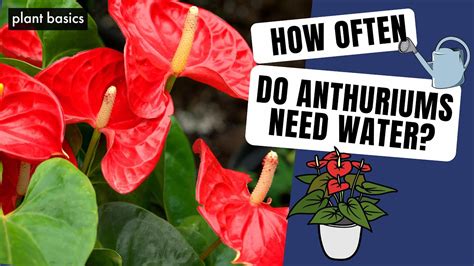 anthurium moisture meter|how much water for anthurium.